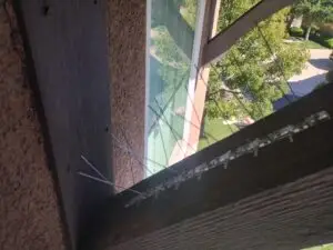 Bird Spike Installation in Thousand Oaks